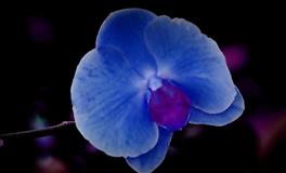 蓝蓝占星双鱼座一周运势(4.11-4.17)