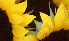 4月，这些星座心理特强大，很少emo