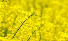 杀破狼巨蟹座一周运势(4.25-5.1)