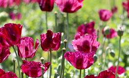 Kiddo金牛座一周运势（4.25-5.1）