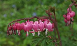 羲邑师姐生肖兔一周运势(4.25-5.1)