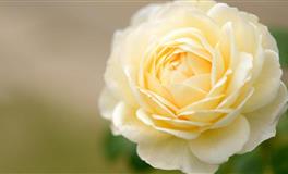 Kiddo双鱼座一周运势（4.25-5.1）