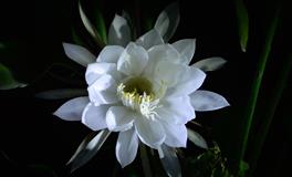 十二星座近期的发财秘诀