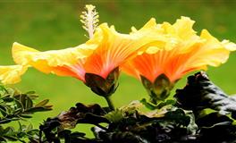 爱莎公主一周星座运势（4.18-4.24）