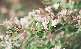 情商高，谋略强，故意装外表老实憨厚的生肖