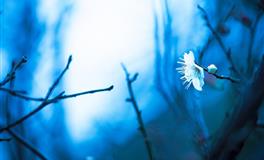 嘴上说分手，实则在等你挽留的生肖