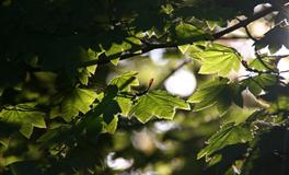 缘分与桃花非常强，陪你相伴到老的四大生肖！
