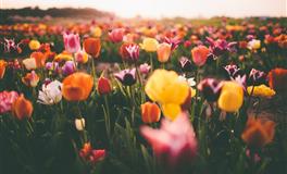 “典型女强人”的3生肖，把事业看得比家庭还重要，不想依靠男人