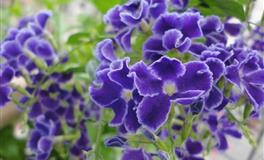 承诺和可信度最高的3生肖男，对老婆说到做到，从不找借口