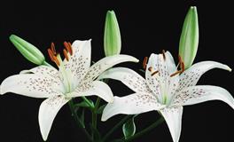 深受男人宠爱的星座，个个女人味十足，魅力四射，关键最旺夫