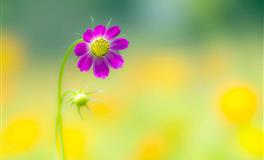 杀破狼巨蟹座一周运势(5.9-5.12)