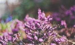 Alex射手座一周运势（5.30-6.5）