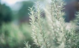 神叨酱：摩羯座2022年6月运势