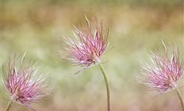 Kiddo金牛座一周星座运势（5.9-5.15）