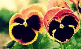 占星骑士巨蟹座2022年5月感情提示（2022.5.1-2022.5.29）