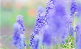 Alex巨蟹座一周运势（5.30-6.5）