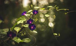 苏珊米勒每日运势2022年5月11日