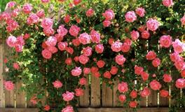 蓝蓝占星一周感情运势（5.21-5.27)