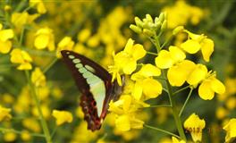 娜迪亚射手座本周运势（5.30-6.5）