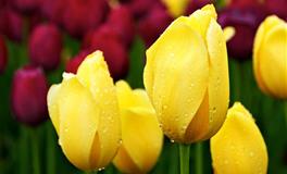 竹猫星球狮子座一周塔罗运势（5.2-5.8）