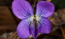 静电鱼白羊座一周运势(5.23-5.29)