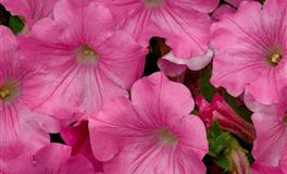 Kiddo双鱼座一周星座运势（5.9-5.15）