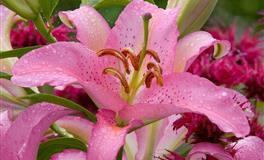 静电鱼巨蟹座一周运势(5.30-6.5)