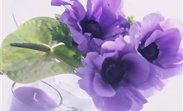 羲邑师姐：生肖狗一周运势(5.30-6.5)