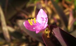 金星白羊座的爱情宿命