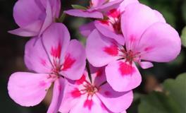 Alex处女座一周运势（5.23-5.29）