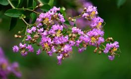 Pandora占星小巫12星座一周塔罗运势（5.16-5.22）