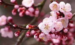 蓝蓝占星一周感情运势（5.14-5.20)