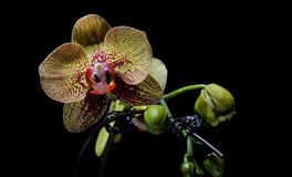 Alex天秤座一周运势（5.9-5.15）