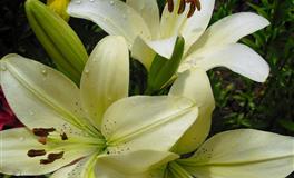 杀破狼双子座一周运势(5.2-5.8)