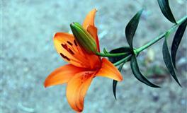 Kiddo天秤座一周星座运势（5.9-5.15）