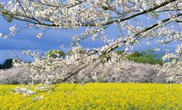 绝对要忍住！面对感情【不能心软】五大星座女