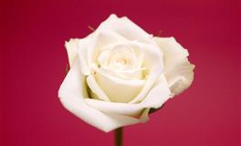 这三大星座，做最真实的自己，从不屈服，遵从内心