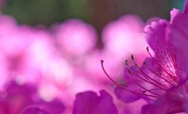 羲邑师姐生肖牛一周运势(6.20-6.26)