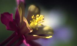 展钰凝双鱼座一周运势（6.20-6.26)