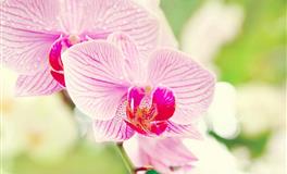 妇女能顶半边天，坚持经济独立的星座女