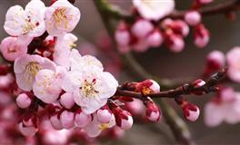 交往的越久，就越容易付出真心的四个星座，巨蟹座渴望细水长流