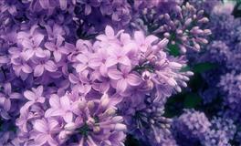 八一八，那些越寂寞越放纵自己的星座