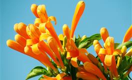 不喜欢拜金，更加注重内在，不会表里不一的三个生肖