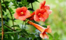 想知道你和初恋还有哪种缘分吗？