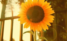 12生肖中最沉得住气的有哪些