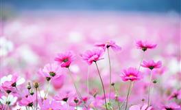 危险又迷人，让人欲罢不能的星座