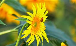 天生凤凰命，一生贵不可言的三大星座，好命多福旺三代，超有福气