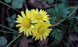 人不坏心地善良，却脾气不好的三大星座