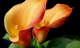 郑博士2022年7月小人预警