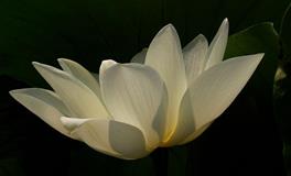 爱情里畏畏缩缩，总是猜想对方心思的星座